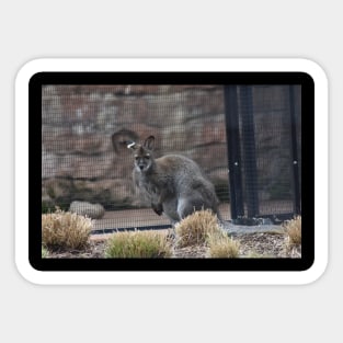 Wallaby Sticker